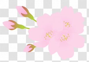 Mallows Floral Design Flower Petal Blossom - Flora Fauna Serenella Transparent PNG