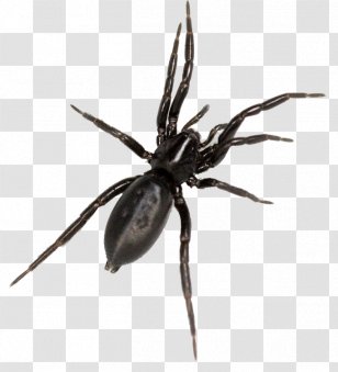 Spider Bite Hobo Tegenaria Domestica Latrodectus Hesperus - Southern House Transparent PNG