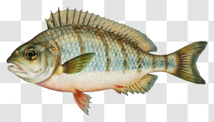 Common Carp - Realistic Fish With Natural Details Transparent PNG