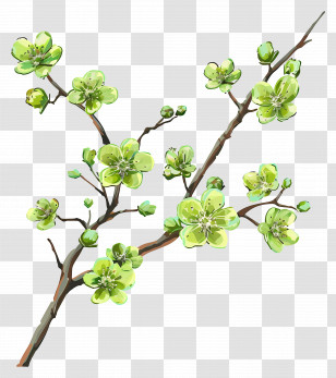 Green Flower - Green Cherry Blossom Branch Illustration Transparent PNG