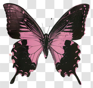 Butterfly Silhouette - Pink And Black Butterfly Illustration Transparent PNG
