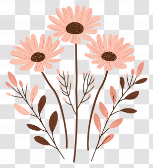 Pink Daisy Flowers - Pink Daisy Illustration With Leaves Transparent PNG
