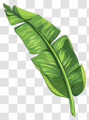 Single Leaf - Green Banana Leaf Transparent PNG