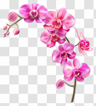 Pink Orchid Flower - Elegant Pink Orchid Branch Illustration Transparent PNG