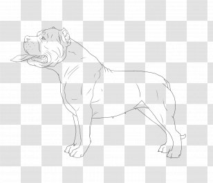 Dog Breed Non-sporting Group (dog) Sketch - Mammal Transparent PNG