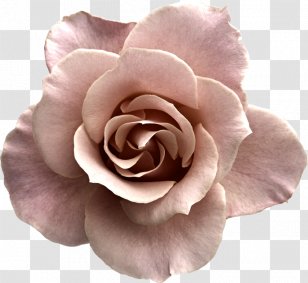 Flower Rose Wall Decal Sticker Pink - Cut Flowers - Fairy Tale Transparent PNG
