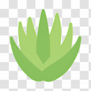 Aloe Vera - Green Aloe Vera Plant Illustration Transparent PNG