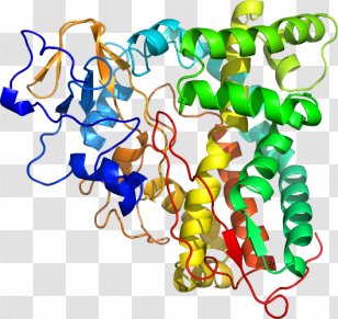 Clip Art Organism Human Behavior Black - Cytochrome P450 Family 1 Member A1 Transparent PNG