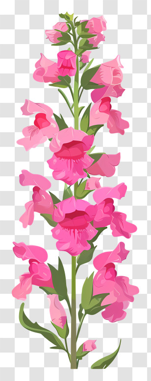 Snapdragon Flower - Pink Snapdragon Flowers Botanical Illustration Transparent PNG