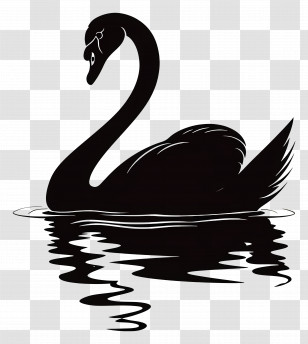 Swan Silhouette - Black Swan On Water Transparent PNG