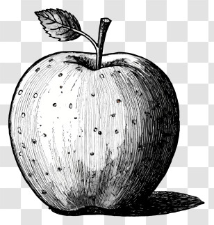 Black And White Apple Drawing - Detailed Sketch Of An Apple Transparent PNG