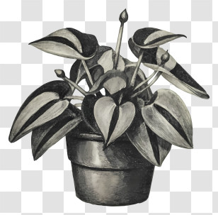Potted Plant - Black And White Potted Plant Illustration Transparent PNG