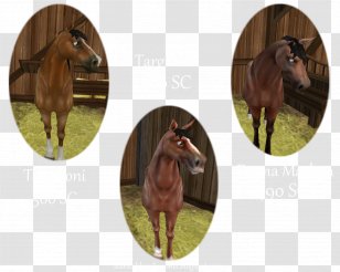 Mustang Star Stable Foal Mare Stallion - Horse Transparent PNG