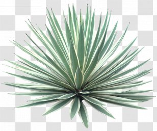 Agave Angustifolia Plant Tree Desert - Tropical Transparent PNG