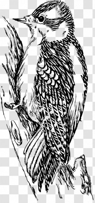 Clip Art - Black And White - Woodpecker Transparent PNG