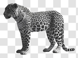 Leopard - Realistic Leopard Illustration Transparent PNG
