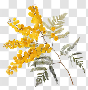Mimosa Flowers - Yellow Flowers With Green Leaves Illustration Transparent PNG