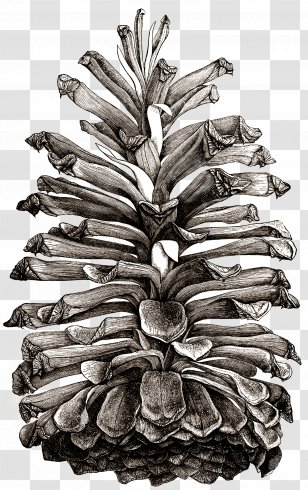 Pinus Palustris Conifer Cone Coulter Pine Drawing Eastern White - Plant Transparent PNG