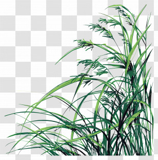 Grass - Green Grass Digital Illustration Transparent PNG