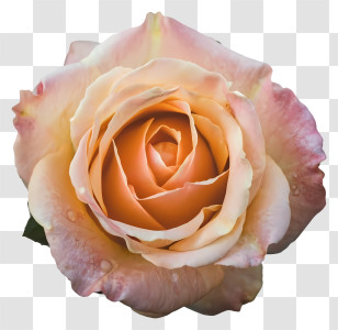 Pink Rose - Blush Pink Rose Bloom Transparent PNG