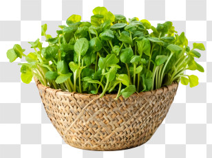 Spinach - Fresh Green Leaves In Woven Basket Transparent PNG