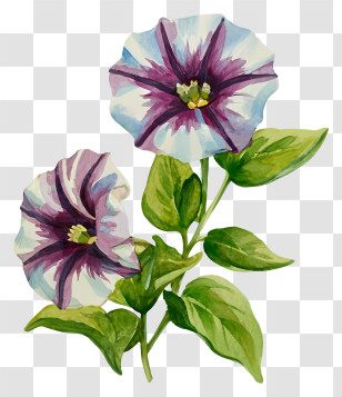 Watercolor Painting - Purple And White Flower Illustration Transparent PNG