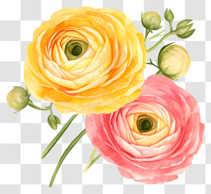 Pink Roses - Watercolor Yellow And Pink Ranunculus Flowers Transparent PNG