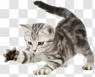 Kitten Cat Puppy Dog Scratching Post - Whiskers - Claw Transparent PNG
