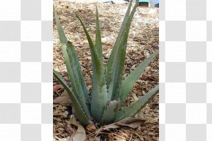 Aloe Vera Trailing Lantana Plants Soap Seed - An Transparent PNG