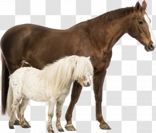 Welsh Pony Pony Ausmalbild