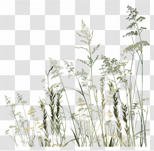 Yarrow Grass - Wild Grass Plants In Natural Design Transparent PNG