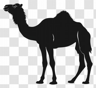 Camel Silhouette - Silhouette Of A Camel In Desert Style Design Transparent PNG