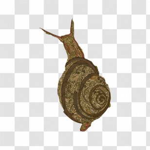 Snail Orthogastropoda Wine Google Images - Resource - Free Hand Drawing Pull Material Transparent PNG