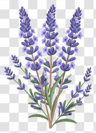 Lavender Flower - Purple Lavender Plant Illustration Transparent PNG