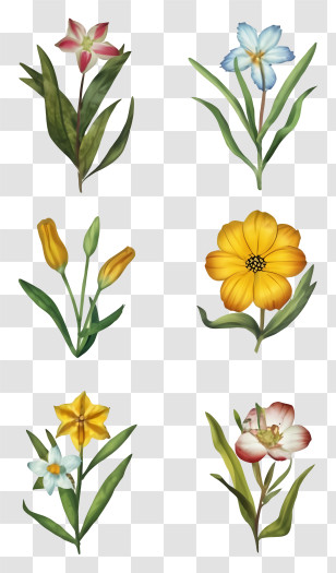 Colored Flowers - Watercolor Illustrations Of Various Flowers Transparent PNG