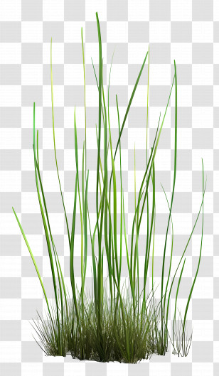 Grass Plant - Bright Green Grass For Spring Gardens Transparent PNG