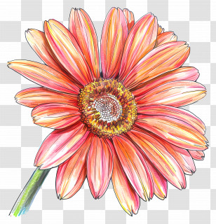 Transvaal Daisy - Beautiful Pink Daisy Flower Illustration Transparent PNG