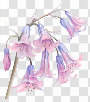 Pink Bluebells - Beautiful Pink And Blue Bell Flowers Illustration Transparent PNG