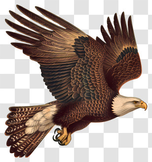 Eagle - Flying Bald Eagle Illustration Transparent PNG