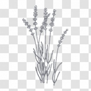 Lavender Plant Botanical Illustration Drawing - Herb Transparent PNG