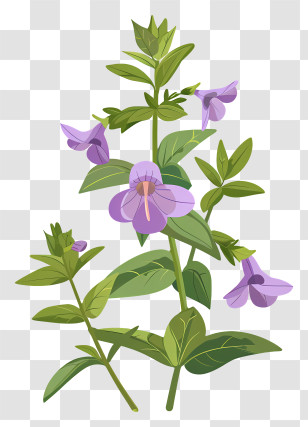 Herb Skullcap - Purple Flowering Plant In Bloom Transparent PNG