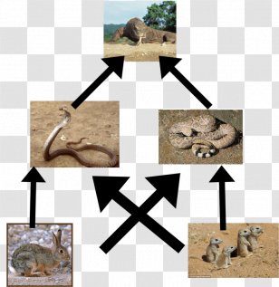 Moose Siberian Tiger Food Web Chain - Ecosystem Transparent PNG