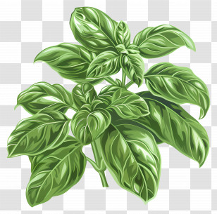 Basil Plant - Green Basil Leaves Fresh Illustration Transparent PNG