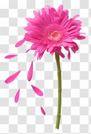 Single Pink Gerbera Daisy - Pink Daisy With Petals Falling Transparent PNG
