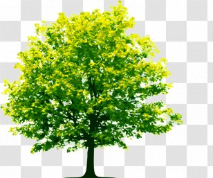Walderslade Architectural Engineering Hardwood Southern Star Brewing Company Wood Flooring - Plant - Forest Department Photos Transparent PNG
