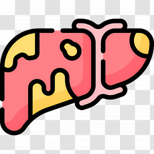 Liver - Liver Illustration In Flat Style Transparent PNG