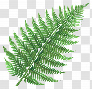 Fern Leaf - Realistic Green Fern Leaf Illustration Transparent PNG