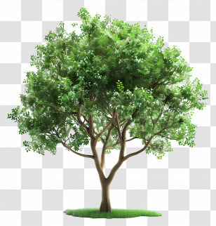 3d Tree - Green Foliage Tree Depiction Transparent PNG