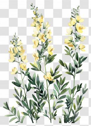 Cytisus Wolgaricus Flower - Yellow Flowers With Green Leaves Transparent PNG