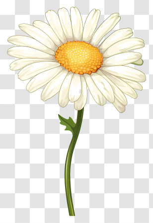 White Daisy - Beautiful White Daisy With Yellow Center Transparent PNG